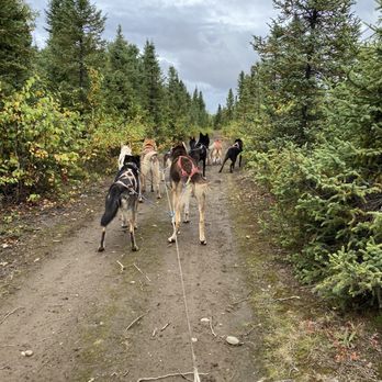 Alaskan Husky Adventures - Sledding Near Me - Willow, Alaska