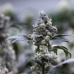 OutCo - El Cajon - Grown onsite!