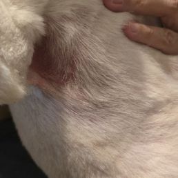 Razor burns to my fur baby