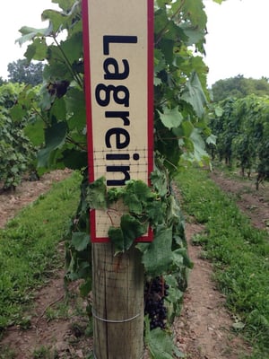 Red Tail Ridge Winery by null