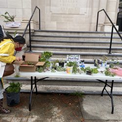 San Francisco Public Library - Sunset Branch - Plant swap! Free plants!