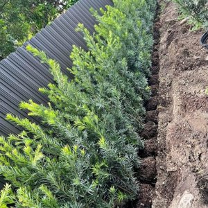 Tropical Elements Landscape on Yelp