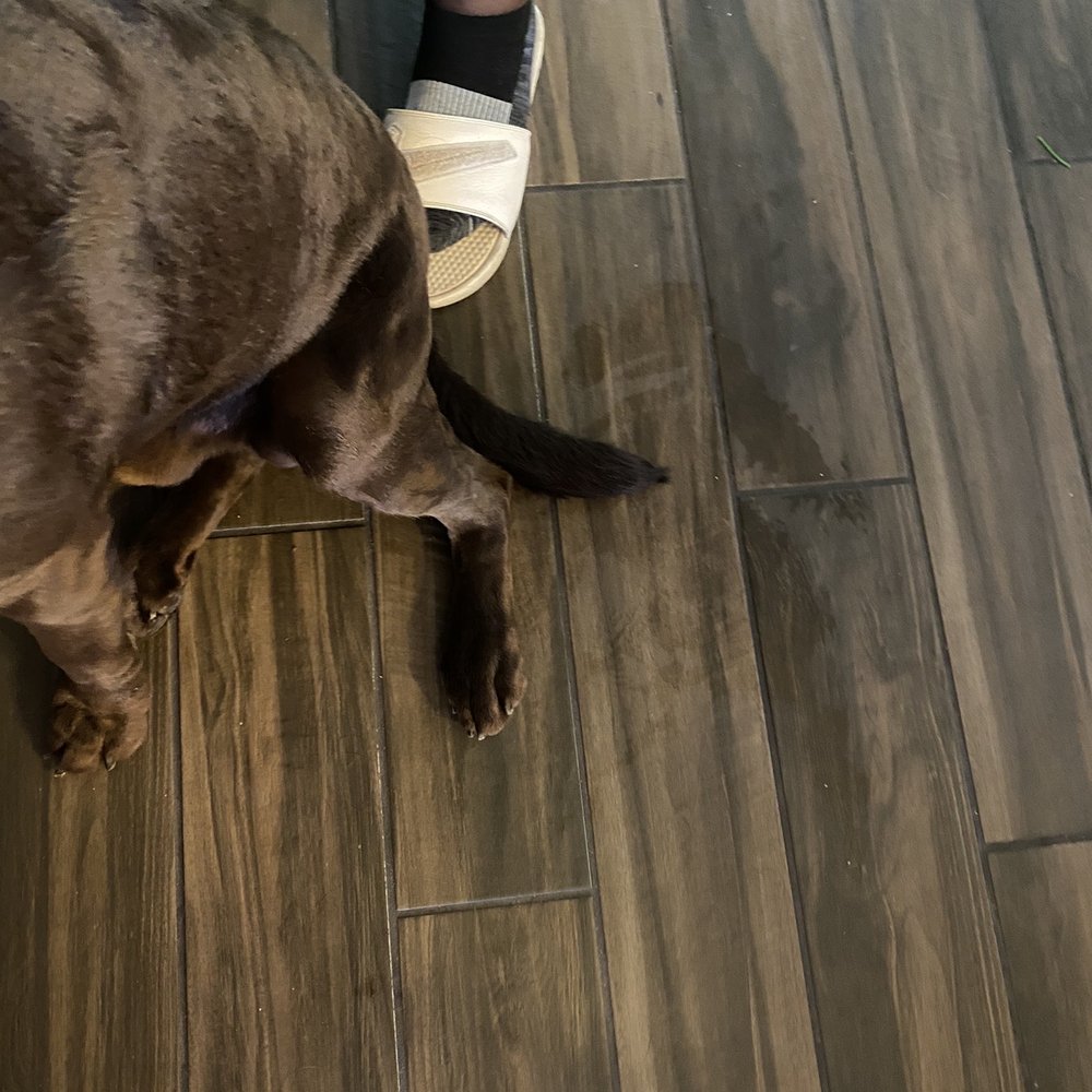PetSmart - See the water coming off his coat onto my floor. - Pet Training Near Me - KISSIMMEE, Florida PetSmart - See the water coming off his coat onto my floor. - Pet Training Near Me - KISSIMMEE, Florida