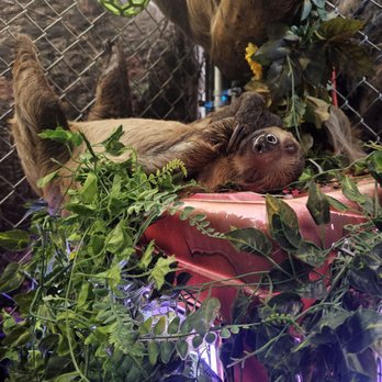 SLOTH ENCOUNTERS - Updated January 2025 - 83 Photos - 551 Veterans
