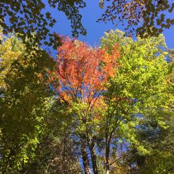 Pine Grove Lodge