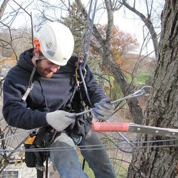 Lincoln Tree Service - a man on a rope line - Tree Services Near Me Lincoln Tree Service - a man on a rope line - Tree Services Near Me