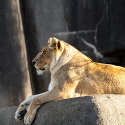Louisville Zoo