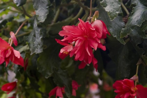 Adams & Son & Daughter Gardens by null