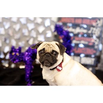 Camp Bow Wow - Pet Groomers Near Me - Sugar Land, Texas