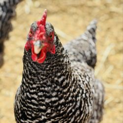 Desert Rose Ranch - Ms Martha the welcoming chicken, who loves to chat!