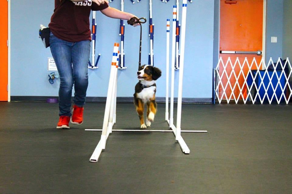 ZOOM ROOM DOG TRAINING Updated August 2024 131 Photos & 162 Reviews
