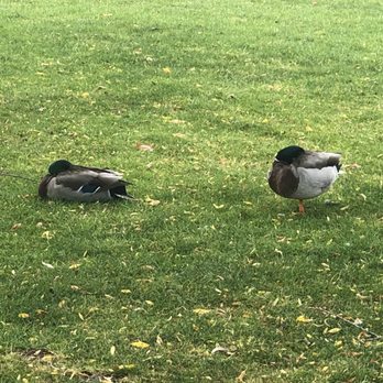 Oak Hill Park - Two sleeping ducks - Venues & Event Spaces Near Me - Danville, California Oak Hill Park - Two sleeping ducks - Venues & Event Spaces Near Me - Danville, California