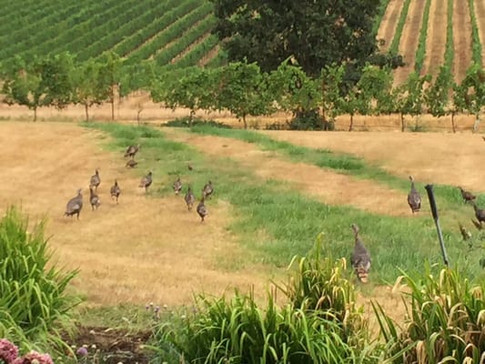 Benton-Lane Winery by null