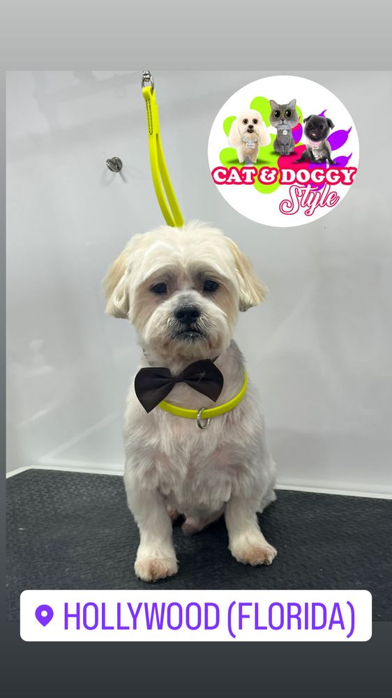 MOBILE GROOMING CAT& DOGGY STYLE Updated June 2024 23 Photos