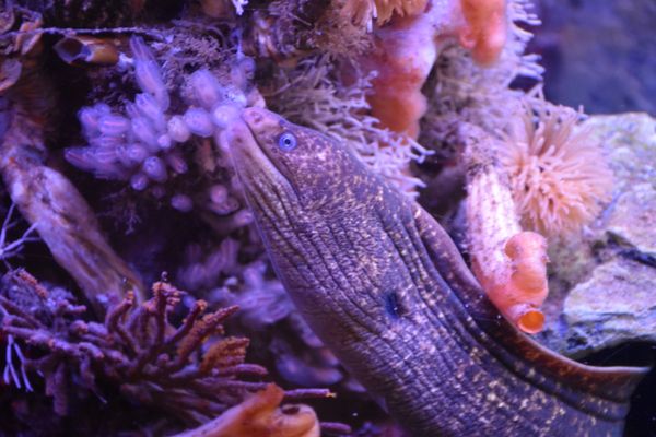 Santa Barbara Museum of Natural History Sea Center by null