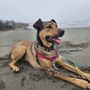 Photo of Pine Hill Pet Care