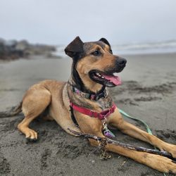 Pine Hill Pet Care - Beach time