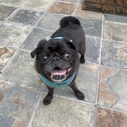 Happy Pepper Happy Pepper