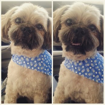 Ann's Pet Grooming - You always make me look so handsome! Love you Anne! - Pet Groomers Near Me - Brea, California Ann's Pet Grooming - You always make me look so handsome! Love you Anne! - Pet Groomers Near Me - Brea, California