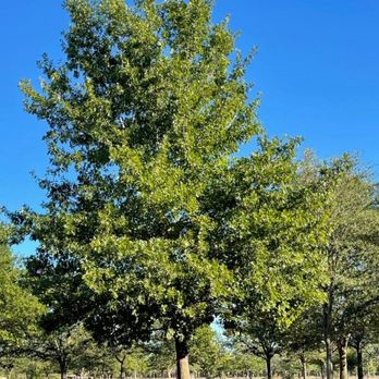 FANNIN TREE FARM - Updated December 2024 - 44 Photos & 62 Reviews