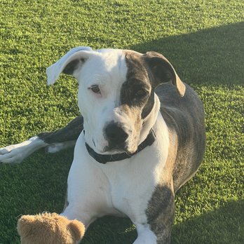 Amazing Strays Rescue - Animal Shelters Near Me - San Diego, California Amazing Strays Rescue - Animal Shelters Near Me - San Diego, California