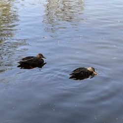 Lago de Chapultepec - Patos