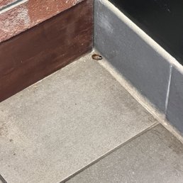 Cockroach Cockroach