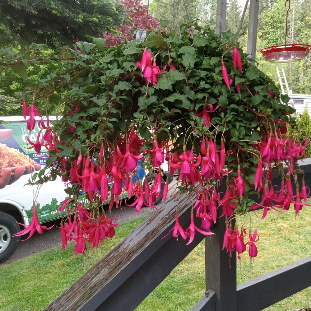 The Nursery At Mount Si - I found two beautiful fuscia baskets for my front porch. - Nurseries & Gardening Near Me - North Bend, Washington The Nursery At Mount Si - I found two beautiful fuscia baskets for my front porch. - Nurseries & Gardening Near Me - North Bend, Washington