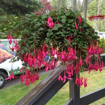 The Nursery At Mount Si - I found two beautiful fuscia baskets for my front porch. - Nurseries & Gardening Near Me - North Bend, Washington The Nursery At Mount Si - I found two beautiful fuscia baskets for my front porch. - Nurseries & Gardening Near Me - North Bend, Washington