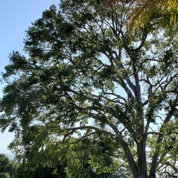 Marquez's tree care - Tree Services Near Me - Riverside, California Marquez's tree care - Tree Services Near Me - Riverside, California