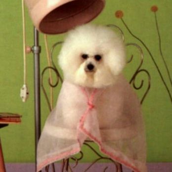 perfect paws pet spa
