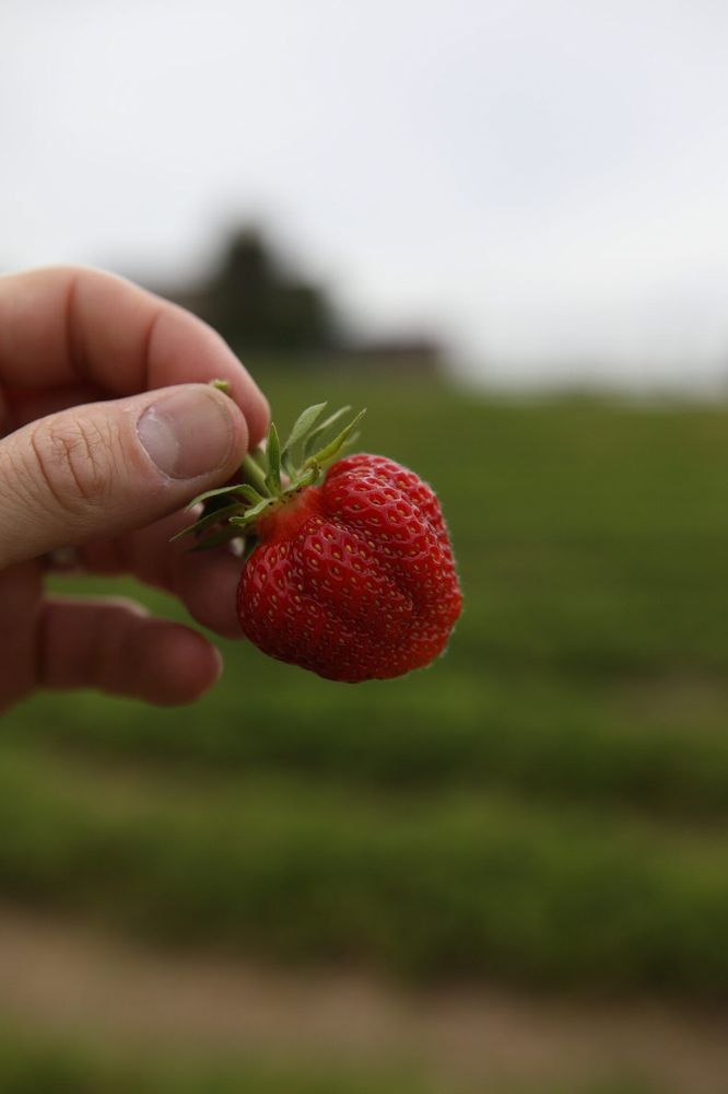 THOMPSON FINCH FARM 750 Wiltsie Bridge Rd, Ancramdale, NY Yelp