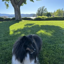The Zen Puppy - Graeme at CDA lake...
