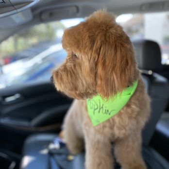 Laura's Classy Canines - They made a bandanna with his name on it - Pet Groomers Near Me - Davie, Florida