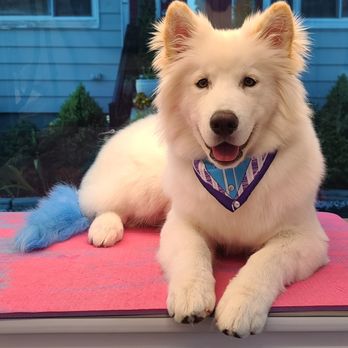 Lovable Puppy Spa - Charlie 7 months old Siberian Husky - Pet Groomers Near Me