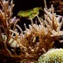 Photo of Reef Geeks