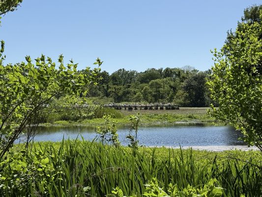 Jungle Gardens by null