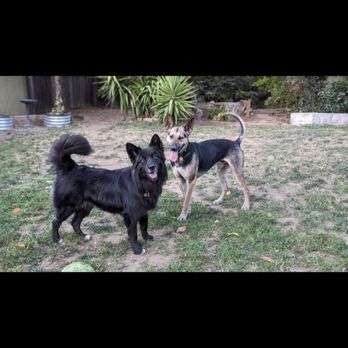 Next Gen ACS - Both my dogs before going to Next Gen they were so much happier. - Pet Training Near Me Next Gen ACS - Both my dogs before going to Next Gen they were so much happier. - Pet Training Near Me