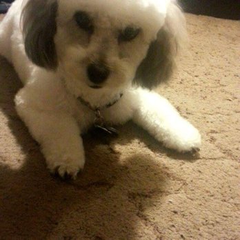 Cute & Cuddly Grooming - Pet Groomers Near Me - Sacramento, California