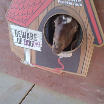 McCall Pumpkin Patch - Silly goat - Pumpkin Patches Near Me - Moriarty, New Mexico