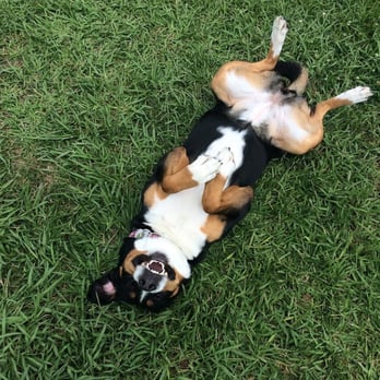 CANI Dog Walking Co - Kima the Greater Swiss Mountain Dog. - Dog Walkers Near Me - Houston, Texas CANI Dog Walking Co - Kima the Greater Swiss Mountain Dog. - Dog Walkers Near Me - Houston, Texas