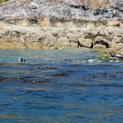 Adventure Tofino Wildlife Tours - Harbour Seals