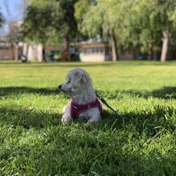 VAN NUYS SHERMAN OAKS RECREATION CENTER - Our sweet pup enjoying the cool grass and some shade whilst watching the goings on at the park.