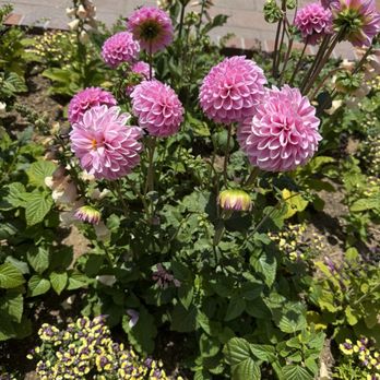 Sherman Library & Gardens - Pretty - Botanical Gardens Near Me - Corona Del Mar, California Sherman Library & Gardens - Pretty - Botanical Gardens Near Me - Corona Del Mar, California