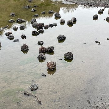 Mt Diablo Summit - A puddle with pinecones - Hiking Near Me - Clayton, California