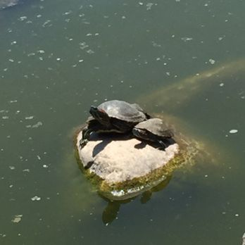CSUN Pond - Turtle couple - Parks Near Me - Los Angeles, California CSUN Pond - Turtle couple - Parks Near Me - Los Angeles, California