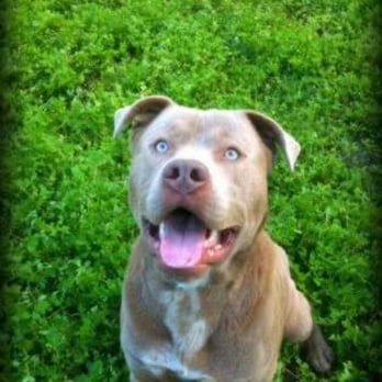 Dogs Deserve Better - Donnie was saved last minute from LA and was driven all the way to Sacramento where he now has a great home - Animal Shelters Near Me Dogs Deserve Better - Donnie was saved last minute from LA and was driven all the way to Sacramento where he now has a great home - Animal Shelters Near Me