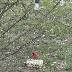 Bandera Star Riverfront Camping & RV - Bird watching