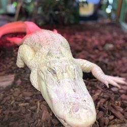 TerraZoo