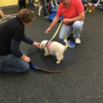 A Loyal Companion - Pet Training Near Me - Tucson, Arizona A Loyal Companion - Pet Training Near Me - Tucson, Arizona